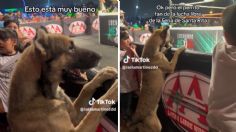 VIDEO | Perrito amante de las luchas: ladra y brinca en primera fila