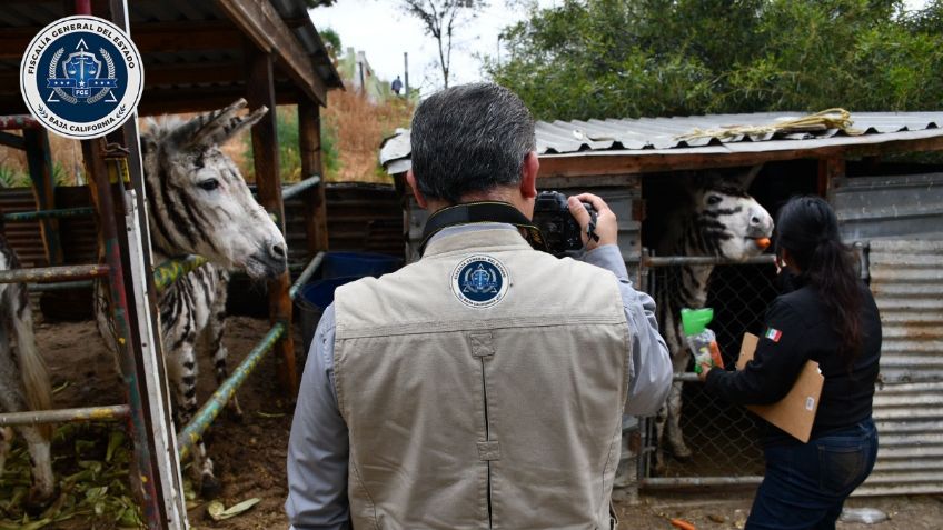 Rescatan a cinco “burro-cebras” que eran explotadas en Tijuana