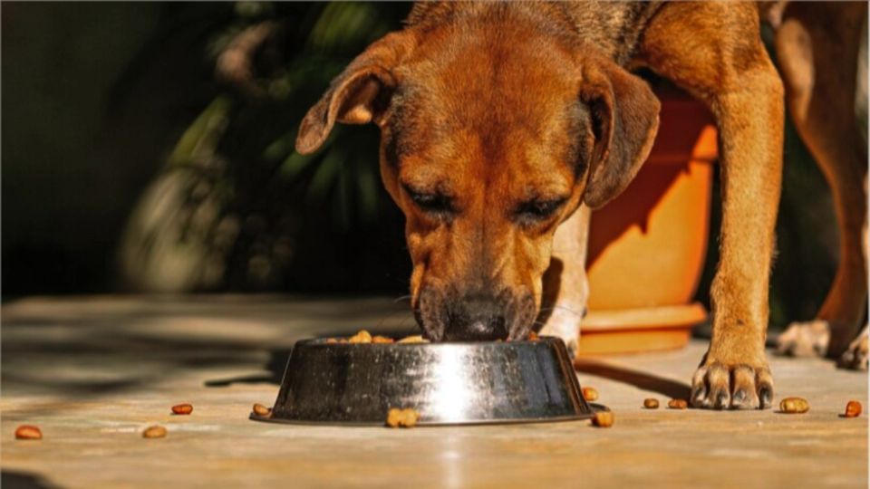 Las mascotas necesitan óptima alimentación.