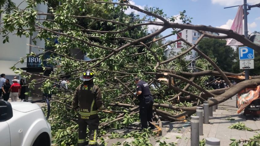 Árbol de 20 metros cae sobre personas en Polanco y deja tres heridos