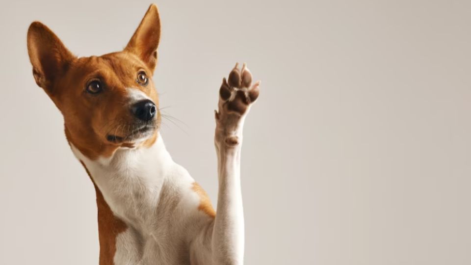 Con este remedio casero podrás proteger y reparar las patitas de tus mascotas.