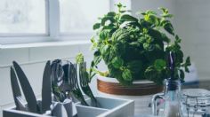 Contén el aliento antes de conocer la planta ideal para colocar en la cocina