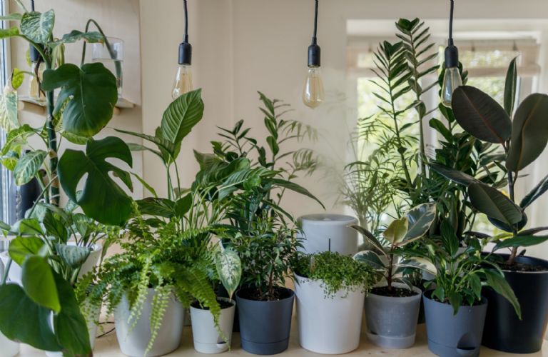 Plantas de interiores