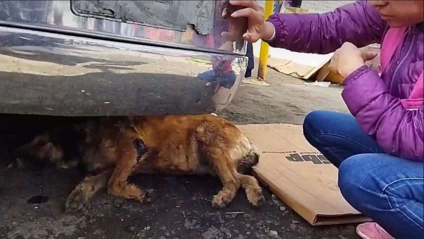 El perrito callejero “Barbitas” recibió un balazo tras incendio en Central de Abasto de Toluca