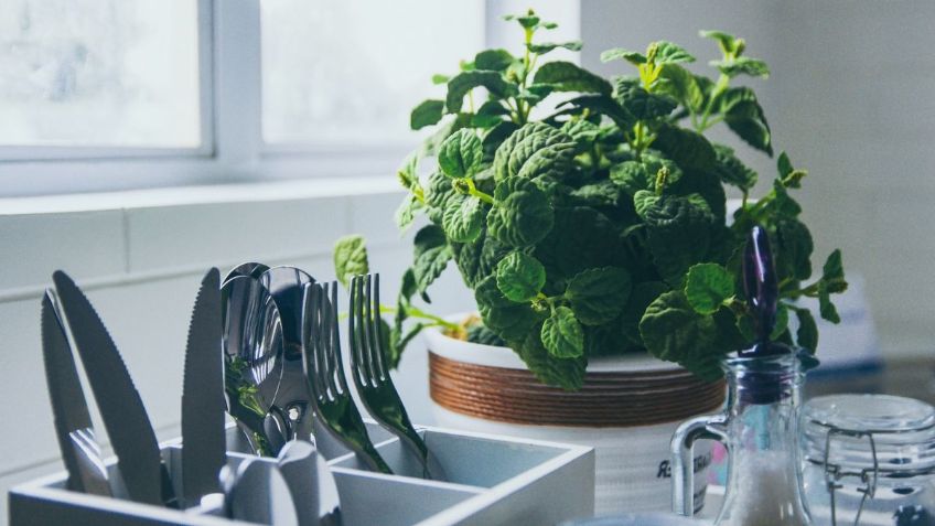 Contén el aliento antes de conocer la planta ideal para colocar en la cocina