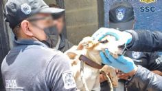 Policías rescatan a 18 perritos que vivían maltrato animal: encuentran siete cadáveres caninos