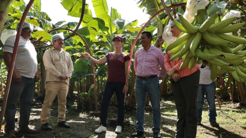 ¿Cómo cosechar plátano agroecológico? Claudia Sheinbaum lo explica