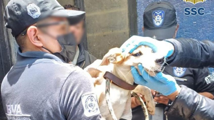 Policías rescatan a 18 perritos que vivían maltrato animal: encuentran siete cadáveres caninos