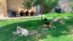 Acusan a rector de la Universidad Agraria de Saltillo de maltrato animal: aseguran que quiere dañar a los perritos rescatados por estudiantes y maestros