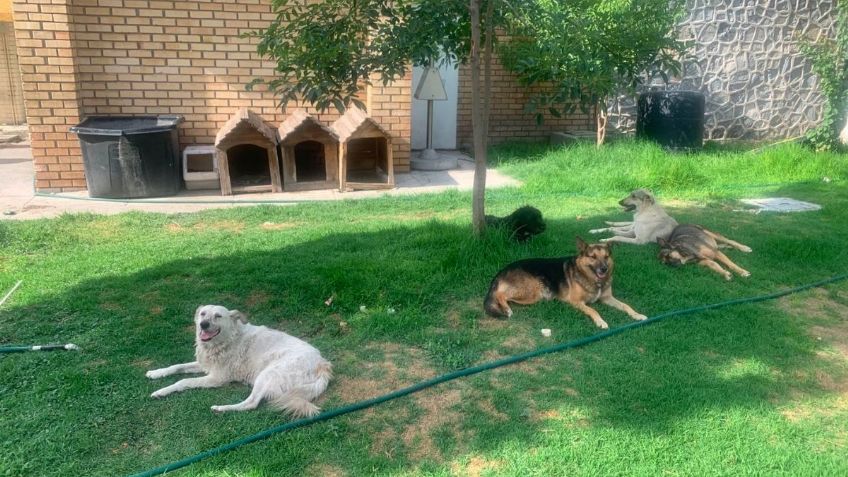 Acusan a rector de la Universidad Agraria de Saltillo de maltrato animal: aseguran que quiere dañar a los perritos rescatados por estudiantes y maestros