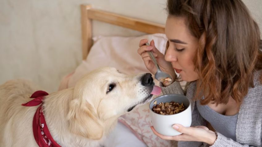 Uvas, aguacate y nuez: estos son 5 alimentos mortales para los perros