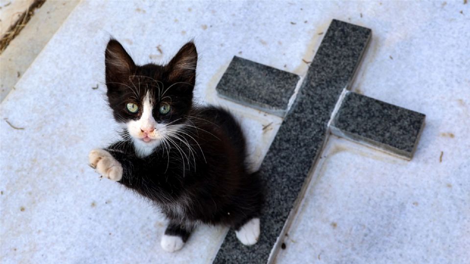 La mutación del coronavirus está matando a miles de gatitos en Chipre.