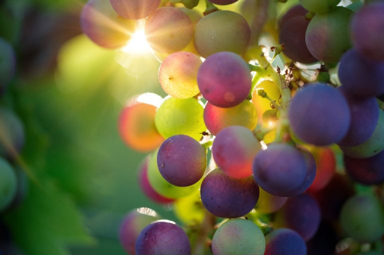 Las uvas contienen resveratrol