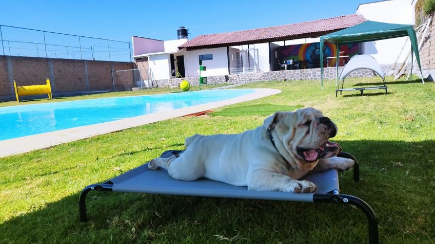 En este balneario podrás llevar a tu perro a que se dé un chapuzón durante estas vacaciones de verano