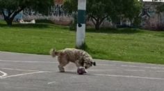 VIDEO | Perrito portero conquista TikTok: usuarios piden que juegue en primera división