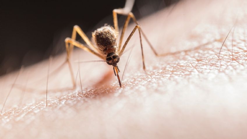 ¿Cuáles son los mejores repelentes para mosquitos? Esto dice la ciencia