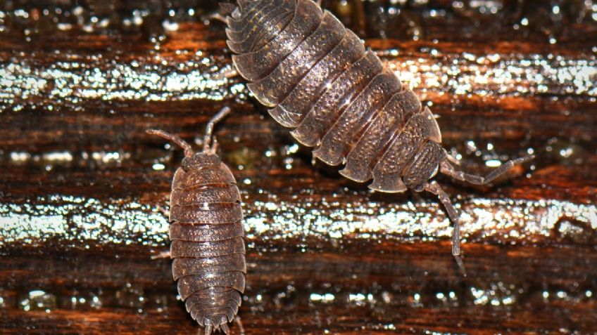 ¿Cuál es el significado espiritual de las cochinillas dentro de casa?