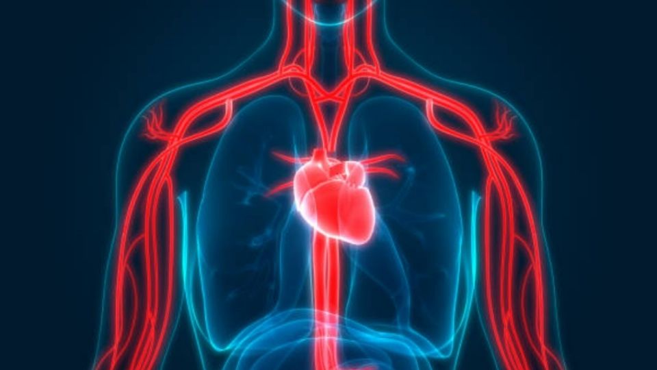 El ejercicio regular también puede reducir la presión arterial y los niveles de triglicéridos