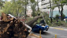 Cae un árbol de 20 metros sobre un auto en Insurgentes Sur y el conductor resulta herido