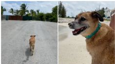 Perrito ciego y sordo "trabaja" en un Airbnb y lleva los turistas a la playa | VIDEO