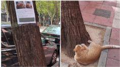 FOTO: Gato perdido se vuelve viral por echarse a ver su propio cartel de "se busca"