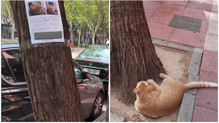 FOTO: Gato perdido se vuelve viral por echarse a ver su propio cartel de "se busca"