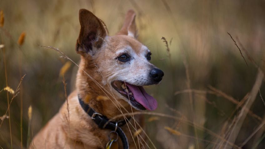 Cáscaras de huevo, el alimento ideal para cuidar la salud de tus perros