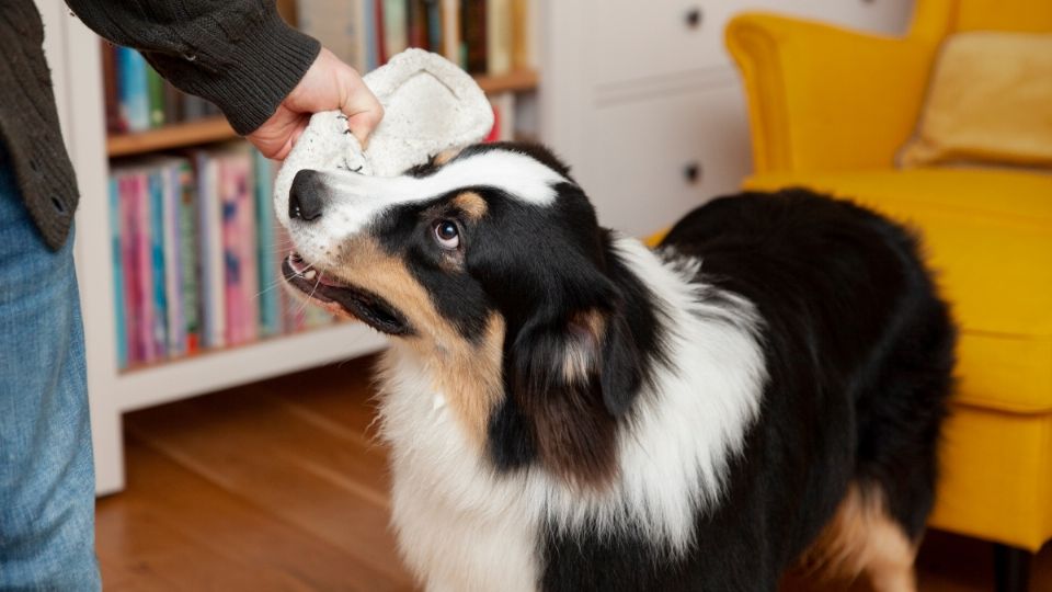 El pelo de tu mascota puede llegar a ser molesto.