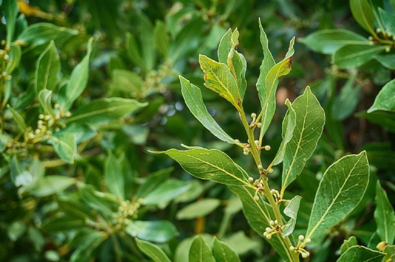 Planta de laurel