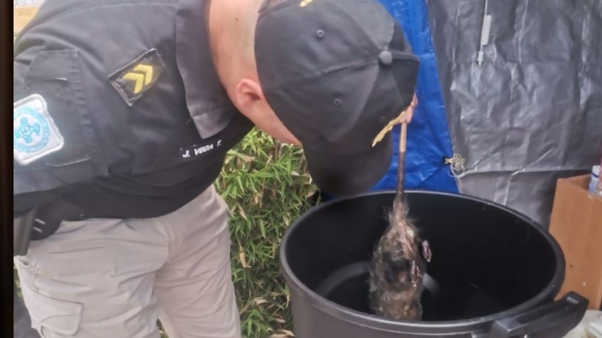 Una mamá tlacuache y sus crías fueron encontradas en un bote de basura, policías de la CDMX las resguardan