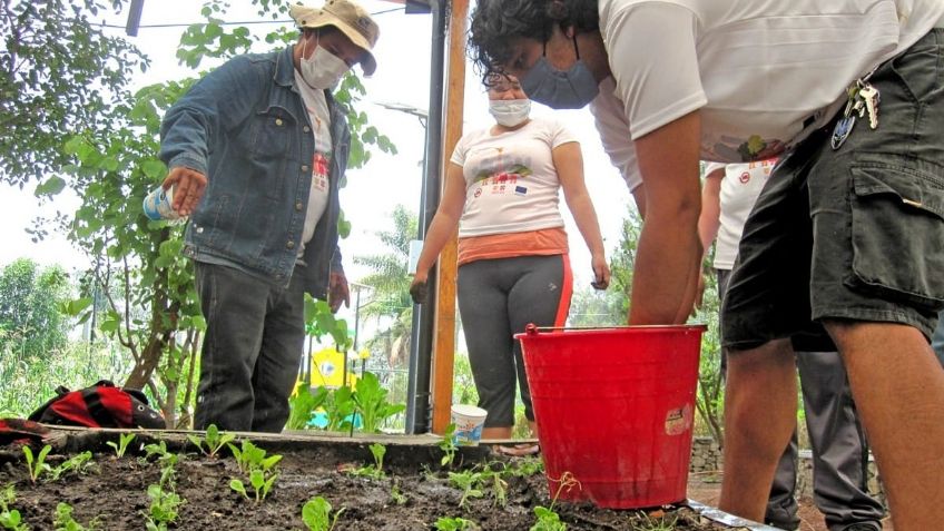 Huertos urbanos en CDMX: Conoce las razones para crear uno en casa