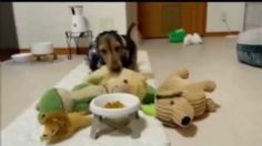 VIDEO: Perrito "derrite" de amor las redes por compartir su comida con sus amigos peluches