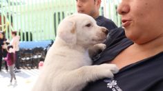 ¿Sin planes para el fin de semana? Celebra con tu lomito el Día Internacional del Perro en CDMX