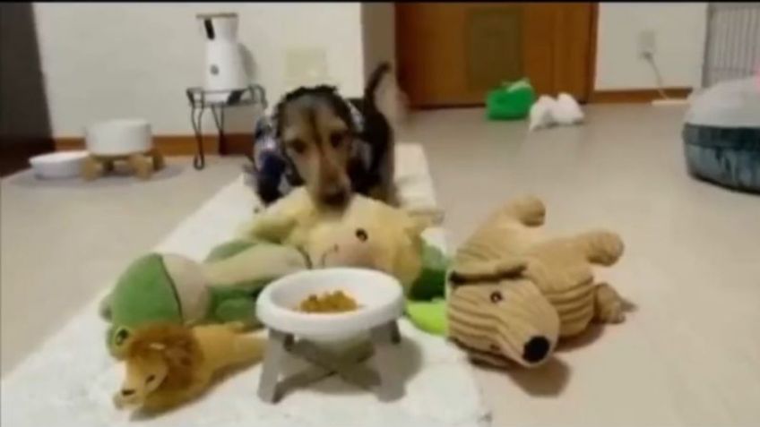 VIDEO: Perrito "derrite" de amor las redes por compartir su comida con sus amigos peluches