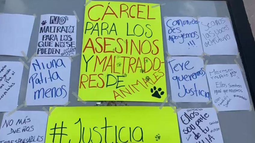 Animalistas acampan a las afueras del Congreso, exigen justicia por casos de maltrato animal