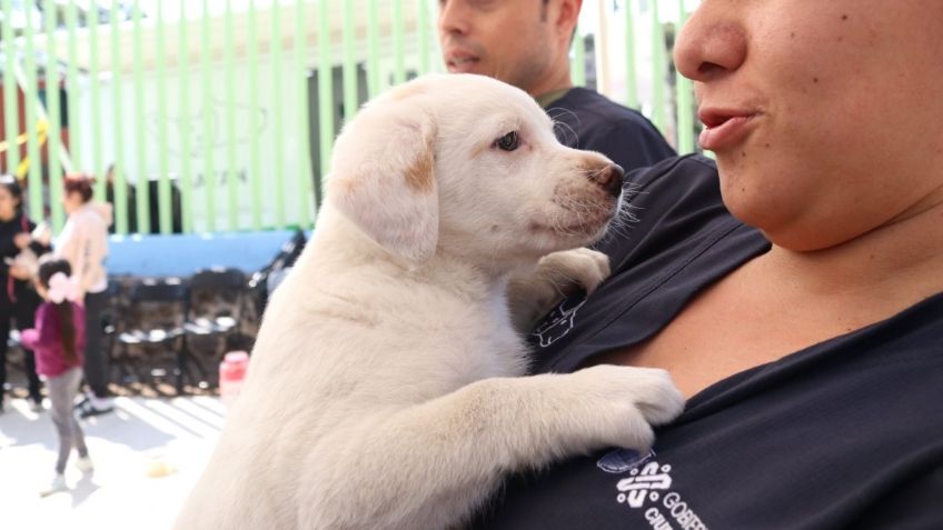 ¿Sin planes para el fin de semana? Celebra con tu lomito el Día Internacional del Perro en CDMX