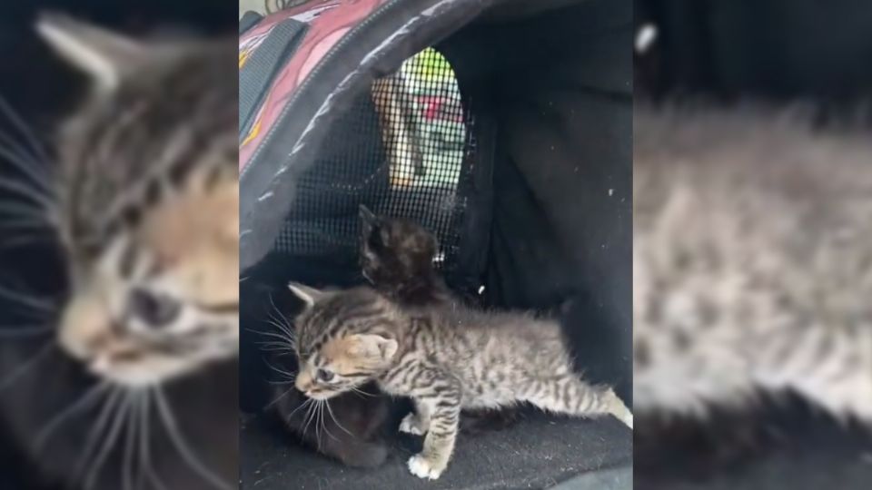 Los tres gatitos se encuentran en resguardo por miembros de la asociación.