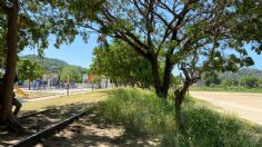 Talarán 200 árboles para construcción de andenes del Ferrocarril en Salina Cruz