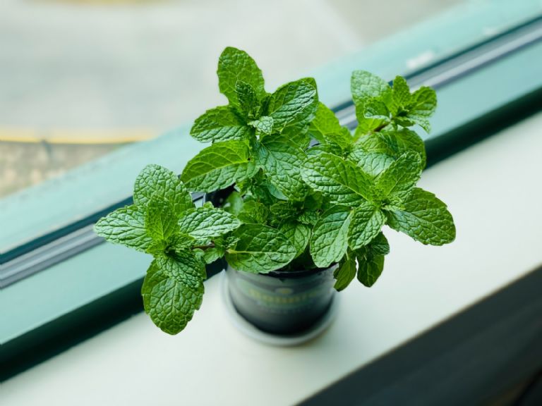 planta de menta en la cocina