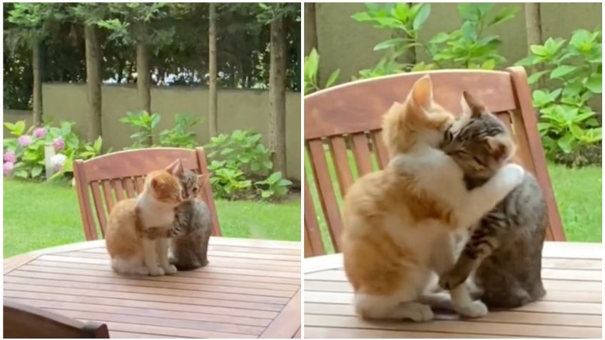 Dos gatitos enternecen TikTok tras abrazarse y darse muestras de afecto