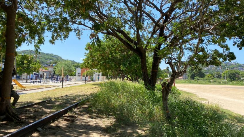 Talarán 200 árboles para construcción de andenes del Ferrocarril en Salina Cruz