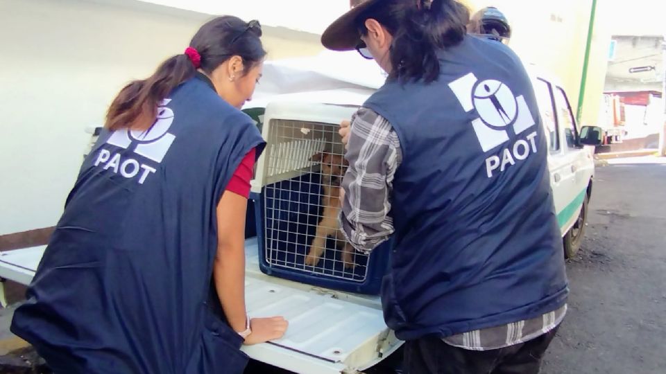 Se han rescatado 800 animales de compañía de 2019 a la fecha.