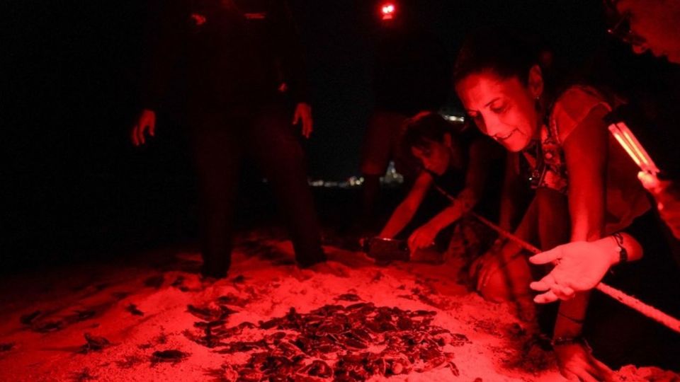 Claudia Sheinbaum es testigo de la liberación de tortugas en Cancún