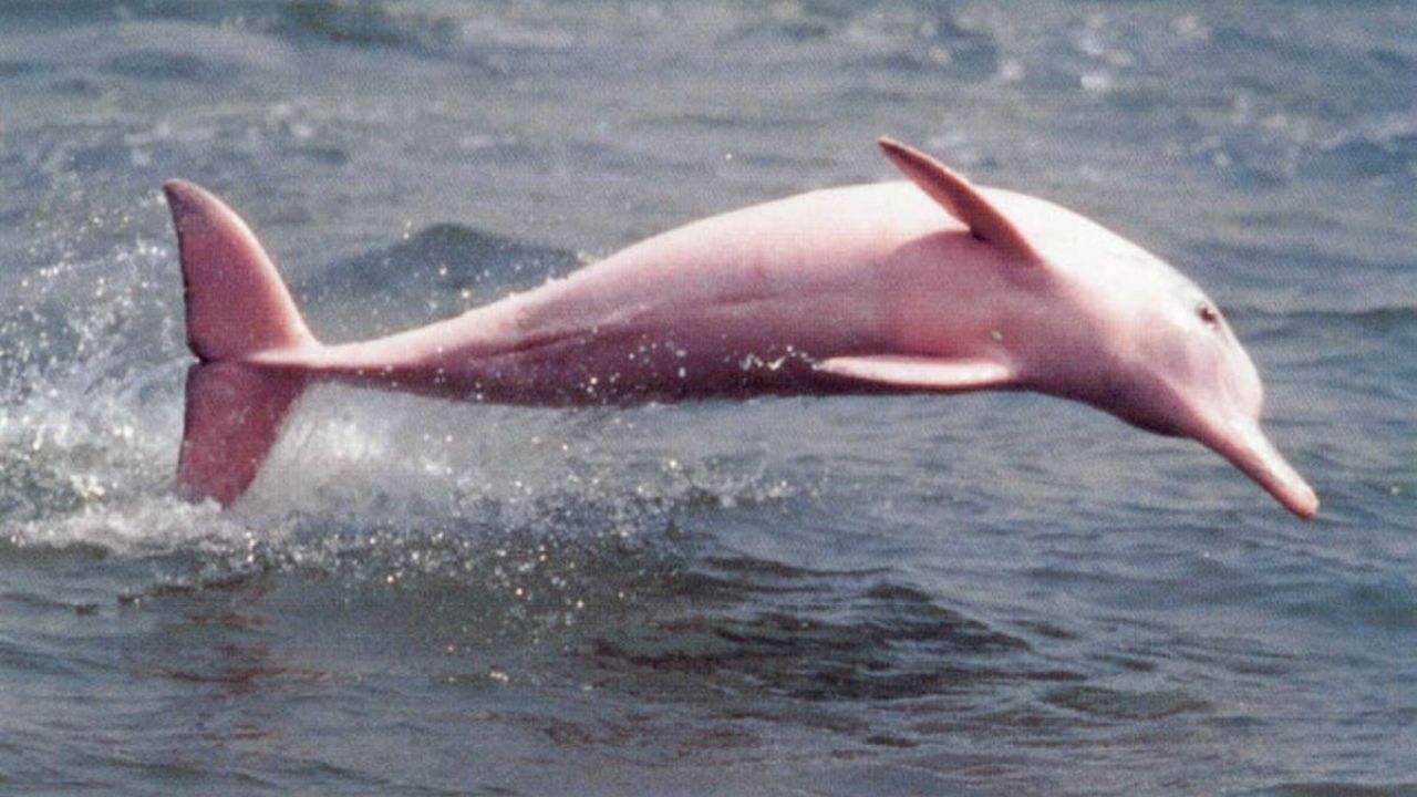 VIDEO: Pink dolphins appear in the Gulf of Mexico - Run Down Bulletin