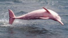 VIDEO: delfines rosados aparecen en el Golfo de México