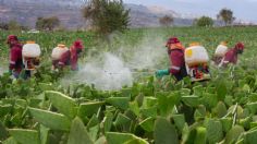 Sedema apoya el combate de plagas en cultivos de nopal en Milpa Alta