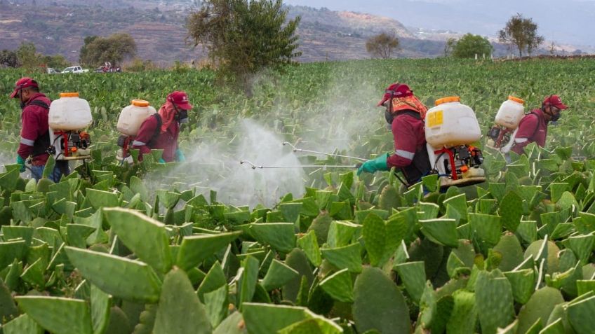 Sedema apoya el combate de plagas en cultivos de nopal en Milpa Alta