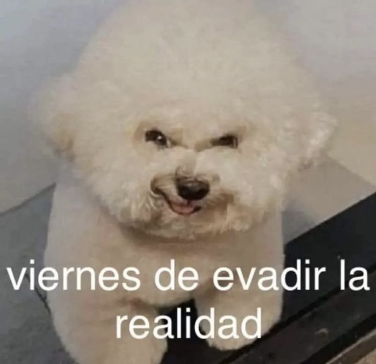 es viernes animales graciosos