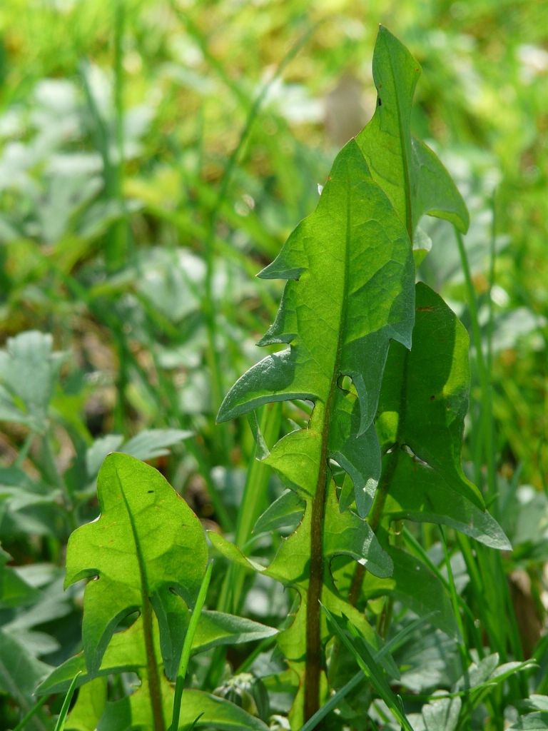 hojas de la planta diente de leon