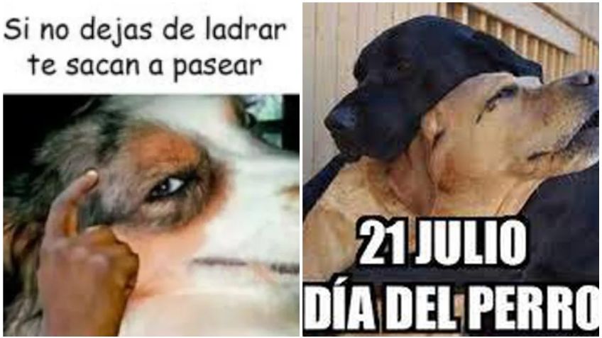 Día del perro: estos son los mejores MEMES con los que cibernautas celebran al mejor amigo del hombre